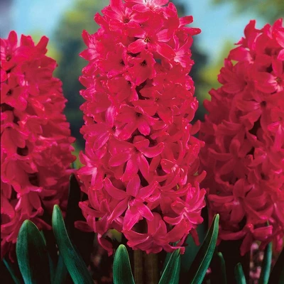 Van Zyverden 10ct Bulbs Hyacinths Jan Bos 3 Van Zyverden 10ct Bulbs Hyacinths Jan Bos