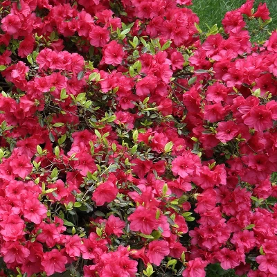 2.5qt Girard Crimson Azalea Plant With Red Blooms - National Plant Network 4 2.5qt Girard Crimson Azalea Plant With Red Blooms - National Plant Network - Image 2