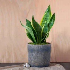 Live Sansevieria Snake Plant In Repose Rustic Stone Planter 9 Live Sansevieria Snake Plant In Repose Rustic Stone Planter -Artificial Plant Store GUEST a03b544f 731f 4bcb 8003 25dd61d2e3b6