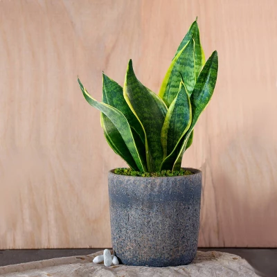 Live Sansevieria Snake Plant In Repose Rustic Stone Planter 6 Live Sansevieria Snake Plant In Repose Rustic Stone Planter - Image 4