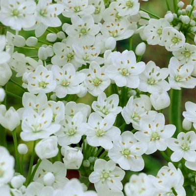 100ct Allium Blend Bulbs - Van Zyverden 3 100ct Allium Blend Bulbs - Van Zyverden