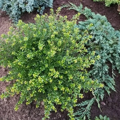 National Plant Network Live Outdoor Soft Touch Holly Plant - 1ct 1gal 7 National Plant Network Live Outdoor Soft Touch Holly Plant - 1ct 1gal - Image 5