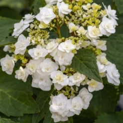 National Plant Network Live Outdoor 4" Wedding Gown Hydrangea Plants - 3ct -Artificial Plant Store GUEST a0b4f1a3 d8af 4e80 a634 d71a11b04c84