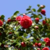 2.5qt Blood Of China Camellia Japonica Plant With Red Blooms - National Plant Network 1 2.5qt Blood Of China Camellia Japonica Plant With Red Blooms - National Plant Network -Artificial Plant Store GUEST a0df151c 9da1 41d7 b6d7 e07c4919a6bd