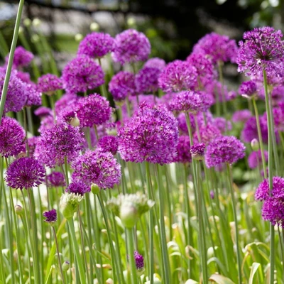 Van Zyverden 12ct Bulbs Allium Purple Sensation 3 Van Zyverden 12ct Bulbs Allium Purple Sensation