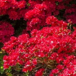 Azalea Midnite Flare 1pc - National Plant Network U.S.D.A Hardiness Zone 7-9: Sun/Shade Tolerant, Nursery Pot Included 11 Azalea Midnite Flare 1pc - National Plant Network U.S.D.A Hardiness Zone 7-9: Sun/Shade Tolerant, Nursery Pot Included -Artificial Plant Store GUEST a28a5c59 8f14 494c a7fe 100f59cbbc61