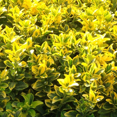 National Plant Network Live Outdoor Golden Euonymus Plant - 1ct 1gal 9 National Plant Network Live Outdoor Golden Euonymus Plant - 1ct 1gal - Image 7