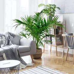 National Plant Network Live Indoor/Outdoor Majesty Palm Plant - 1ct 2.5qt -Artificial Plant Store GUEST a40434ec 916d 4172 96d7 44495a5ff89b