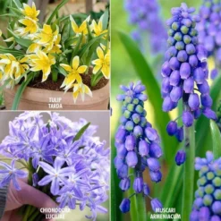 Van Zyverden 75ct Bulbs Tulips Muscari Chionodoxa Early Spring Bulb Garden Set 9 Van Zyverden 75ct Bulbs Tulips Muscari Chionodoxa Early Spring Bulb Garden Set -Artificial Plant Store GUEST a4452fa2 0170 411e 8ed1 cb9f71d66c0e