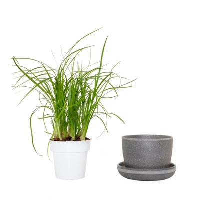 Ponytail Palm In 3" Planter - National Plant Network 4 Ponytail Palm In 3" Planter - National Plant Network - Image 2
