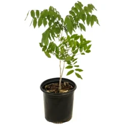 National Plant Network Live Outdoor Wisteria Plant - 1ct 1gal 21 National Plant Network Live Outdoor Wisteria Plant - 1ct 1gal -Artificial Plant Store GUEST a5542bec 4def 49f2 a5f5 584296acefee