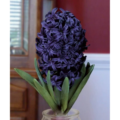 Fragrant Blue Hyacinth Bulb With Forcing Vase - National Plant Network 3 Fragrant Blue Hyacinth Bulb With Forcing Vase - National Plant Network