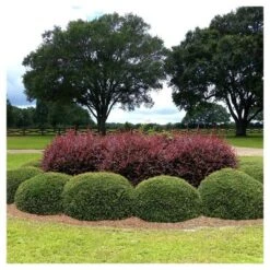 Holly Dwarf Yaupon 1pc - National Plant Network U.S.D.A Hardiness Zone 7-11 - 2.25 Gallon 5 Holly Dwarf Yaupon 1pc - National Plant Network U.S.D.A Hardiness Zone 7-11 - 2.25 Gallon -Artificial Plant Store GUEST a67ac80a eafe 4b5c 96c5 705389eaf161