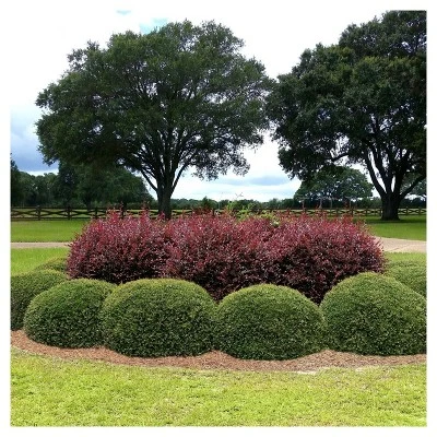 Holly Dwarf Yaupon 1pc - National Plant Network U.S.D.A Hardiness Zone 7-11 - 2.25 Gallon 4 Holly Dwarf Yaupon 1pc - National Plant Network U.S.D.A Hardiness Zone 7-11 - 2.25 Gallon - Image 2