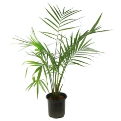 National Plant Network Live Indoor/Outdoor Majesty Palm Plant - 1ct 2.5qt -Artificial Plant Store GUEST a67ed246 8436 4d21 b88c a6e93b948e44