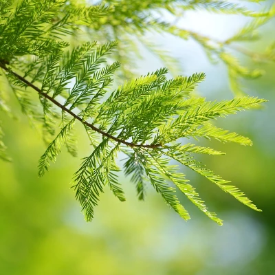 2.25gal Bald Cypress Tree - National Plant Network 6 2.25gal Bald Cypress Tree - National Plant Network - Image 4