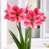Van Zyverden Amaryllis Pink Gervase Flower Bulb 1 Van Zyverden Amaryllis Pink Gervase Flower Bulb -Artificial Plant Store GUEST a6bd17b5 daa4 441f aadc 051ba4cf56ca