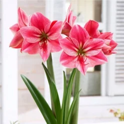 Van Zyverden Amaryllis Pink Gervase Flower Bulb
