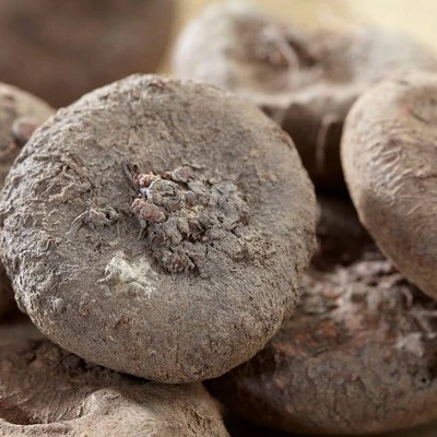 Van Zyverden Set Of 5 Bulbs Cyclamen Coum 3 Van Zyverden Set Of 5 Bulbs Cyclamen Coum