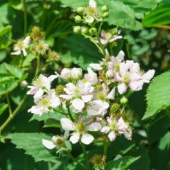 Bushel And Berry Blackberry 'Baby Cakes' 1pc Seasonal U.S.D.A. Hardiness Zones 4-8 National Plant Network 2.5qt -Artificial Plant Store GUEST a748c794 a29f 42a9 a7db 6b49e510f7d0
