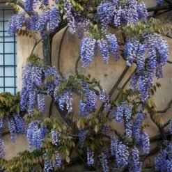 National Plant Network Live Outdoor Wisteria Plant - 1ct 1gal 15 National Plant Network Live Outdoor Wisteria Plant - 1ct 1gal -Artificial Plant Store GUEST a74984d5 fe23 4f78 90c6 31ec6cf3b604