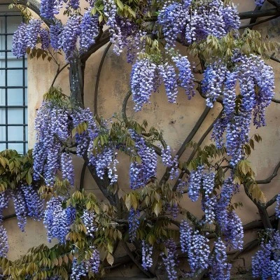 National Plant Network Live Outdoor Wisteria Plant - 1ct 1gal 6 National Plant Network Live Outdoor Wisteria Plant - 1ct 1gal - Image 4