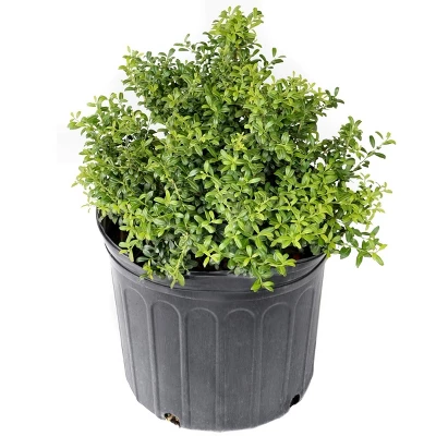 National Plant Network Live Outdoor Soft Touch Holly Plant - 1ct 1gal 10 National Plant Network Live Outdoor Soft Touch Holly Plant - 1ct 1gal - Image 8