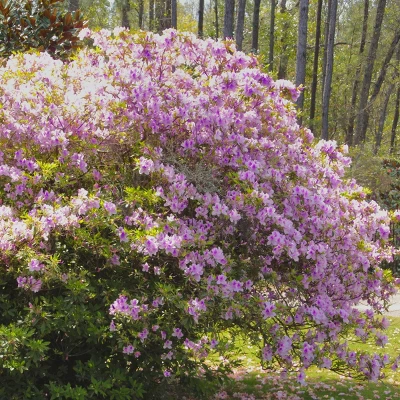 Encore Azalea Autumn 'Twist' 3gal U.S.D.A. Hardiness Zones 6-10 - 1pc - National Plant Network 3 Encore Azalea Autumn 'Twist' 3gal U.S.D.A. Hardiness Zones 6-10 - 1pc - National Plant Network