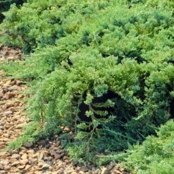 2.25gal Green Sargent Juniper Plant - National Plant Network 7 2.25gal Green Sargent Juniper Plant - National Plant Network -Artificial Plant Store GUEST a8e8f578 ff74 426c 9ca8 145946fbcb31