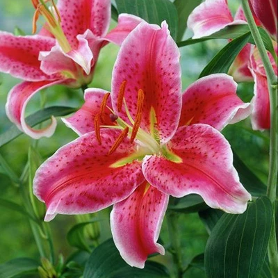 Lilies Oriental Stargazer - Set Of 12 Bulbs - Van Zyverden 6 Lilies Oriental Stargazer - Set Of 12 Bulbs - Van Zyverden - Image 4