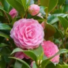 2.5qt Autumn Sentinel Camellia Sasanqua Plant With Pink Blooms - National Plant Network -Artificial Plant Store GUEST aa1b67d6 a9c3 4dd0 9ade a09d39850ceb