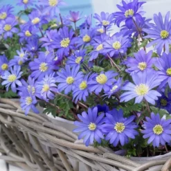 Van Zyverden 25ct Bulbs Anemone Wind Flowers Blue Shades -Artificial Plant Store GUEST aa44838b 7e18 49a7 a31d ac8ee7426a4c
