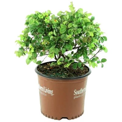 2gal Southern Living 'Red Diamond' Loropetalum Plant With Red Blooms - National Plant Network 5 2gal Southern Living 'Red Diamond' Loropetalum Plant With Red Blooms - National Plant Network - Image 3