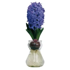 Fragrant Blue Hyacinth Bulb With Forcing Vase - National Plant Network 5 Fragrant Blue Hyacinth Bulb With Forcing Vase - National Plant Network -Artificial Plant Store GUEST ab863778 7435 4e4f be17 5c3b0c5c47b9