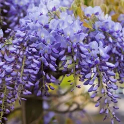 National Plant Network Live Outdoor Wisteria Plant - 1ct 1gal 14 National Plant Network Live Outdoor Wisteria Plant - 1ct 1gal -Artificial Plant Store GUEST ac141fc6 2cde 4e95 a71c bc76c850cefa