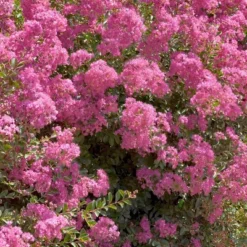 National Plant Network Pocomoke Dwarf Crepe Myrtle - 3gal 13 National Plant Network Pocomoke Dwarf Crepe Myrtle - 3gal -Artificial Plant Store GUEST ac1933d3 0ebc 40d6 af5c 4bb88e6715fd