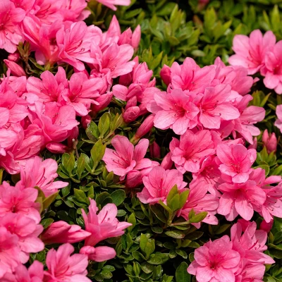 2.25gal Macrantha Pink Azalea Plant With Pink Blooms - National Plant Network: Spring Flowering Shrub, Perennial, Partial Shade 4 2.25gal Macrantha Pink Azalea Plant With Pink Blooms - National Plant Network: Spring Flowering Shrub, Perennial, Partial Shade - Image 2