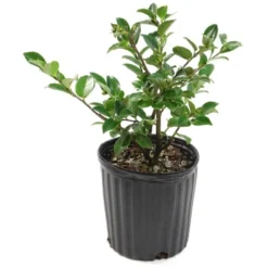 National Plant Network Live Outdoor Shi Shi Camellia Sasanqua Plant - 1ct 2.5qt -Artificial Plant Store GUEST acd70fa1 2b77 45cc 86e6 62b345859151