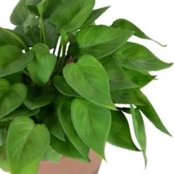 Northlight Real Touch™ Artificial Peperomia Watermelon Begonia Plant In Terracotta Style Pot - 7" -Artificial Plant Store GUEST ad7cdec5 a507 4b2c bc90 d738c6d602ef