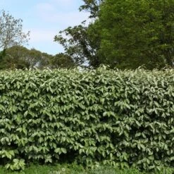 Elaeagnus 2.25gal U.S.D.A. Hardiness Zones 7-9 - 1pc - National Plant Network -Artificial Plant Store GUEST ada700d5 d761 4ad5 a0f6 ca0c911d0ca4