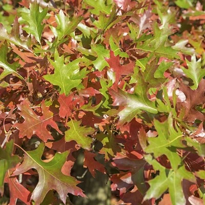 2.25gal Pin Oak Tree - National Plant Network 6 2.25gal Pin Oak Tree - National Plant Network - Image 4