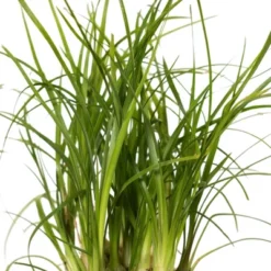 Ponytail Palm In 3" Planter - National Plant Network 11 Ponytail Palm In 3" Planter - National Plant Network -Artificial Plant Store GUEST ae3f5963 98f8 4db5 bf9f 31db97122759