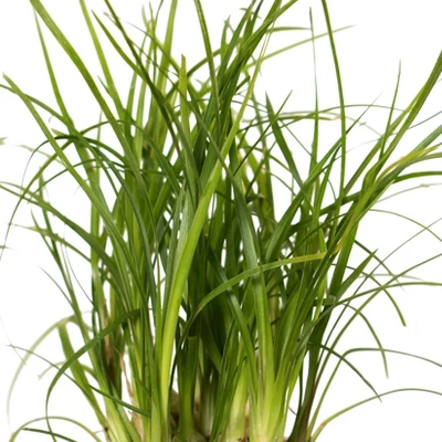 Ponytail Palm In 3" Planter - National Plant Network 5 Ponytail Palm In 3" Planter - National Plant Network - Image 3