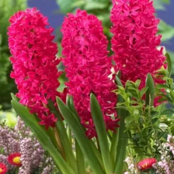 Van Zyverden 10ct Bulbs Hyacinths Jan Bos 9 Van Zyverden 10ct Bulbs Hyacinths Jan Bos -Artificial Plant Store GUEST ae6447db 9e3d 429b be20 4c655f79108c