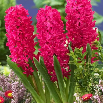 Van Zyverden 10ct Bulbs Hyacinths Jan Bos 4 Van Zyverden 10ct Bulbs Hyacinths Jan Bos - Image 2