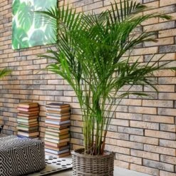 Majesty Palm - National Plant Network 5 Majesty Palm - National Plant Network -Artificial Plant Store GUEST aed957fc 0ae7 45ad a4d5 e33516b3deb6
