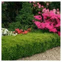Boxwood 'Wintergreen' U.S.D.A. Hardiness Zones 4-9 Cottage Hill -Artificial Plant Store GUEST aedc6727 8a4e 447b 9f8c 2e3cd2c7e0ab