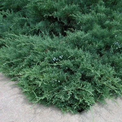 2.25gal Green Sargent Juniper Plant - National Plant Network 4 2.25gal Green Sargent Juniper Plant - National Plant Network - Image 2