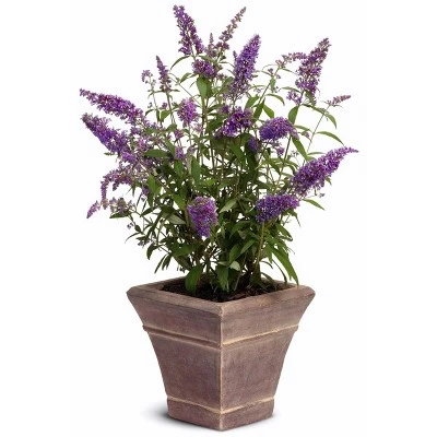 Buddleia 'Black Knight' 1pc U.S.D.A Hardiness Zone 5-9 National Plant Network 2.25gal 4 Buddleia 'Black Knight' 1pc U.S.D.A Hardiness Zone 5-9 National Plant Network 2.25gal - Image 2