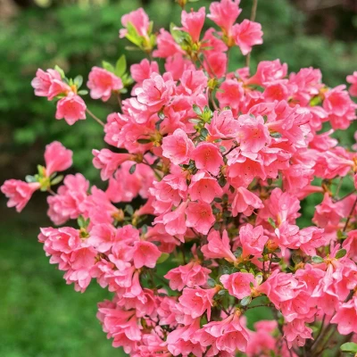 2.25gal Coral Bell Azalea Plant With Pink Blooms - National Plant Network 5 2.25gal Coral Bell Azalea Plant With Pink Blooms - National Plant Network - Image 3